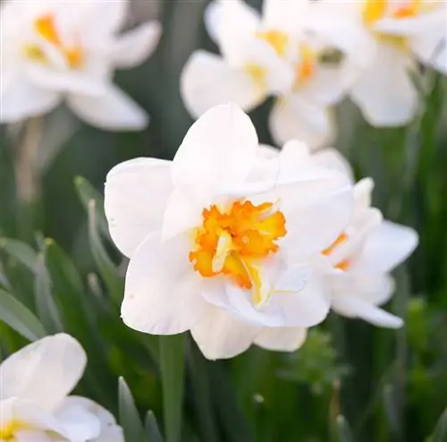 крупный план цветочного парада нарциссов