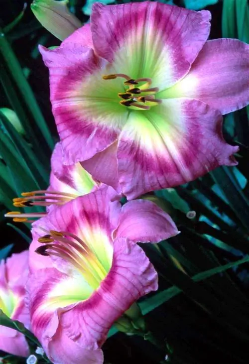 зеленый, желтый, розовый лилейник омбре