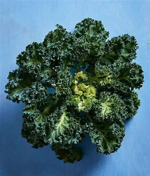 Йокогама белая капуста