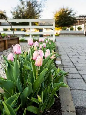 розовые тюльпаны на клумбах в саду Магнолии