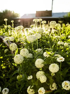 Оклахома Белая цинния в садах Магнолии