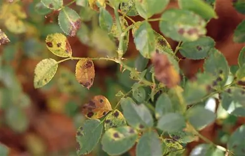 Болезнь черной пятнистости