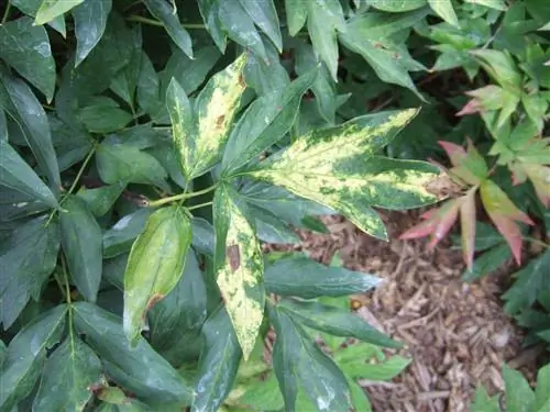 Мозаичный вирус