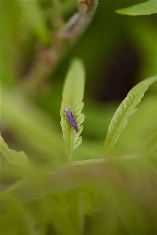 цикадка на листе