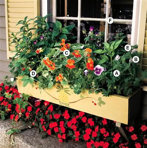 разнообразие растений в желтых деревянных оконных коробках буквами