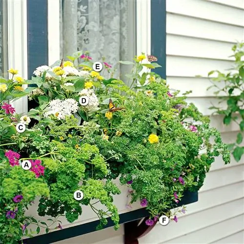 план оконной коробки сада бабочек