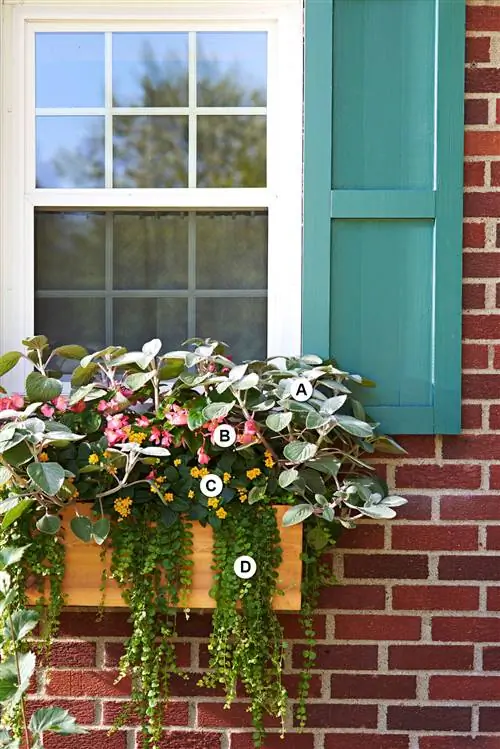 Разнообразие растений в деревянных оконных коробках буквами