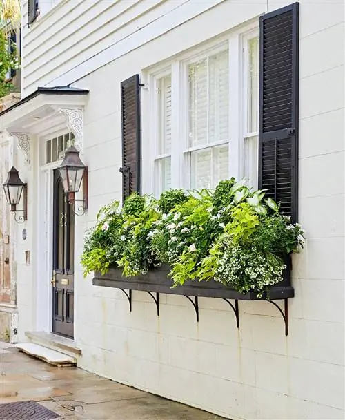 плющ топиарий колеус и каладиум в подоконнике