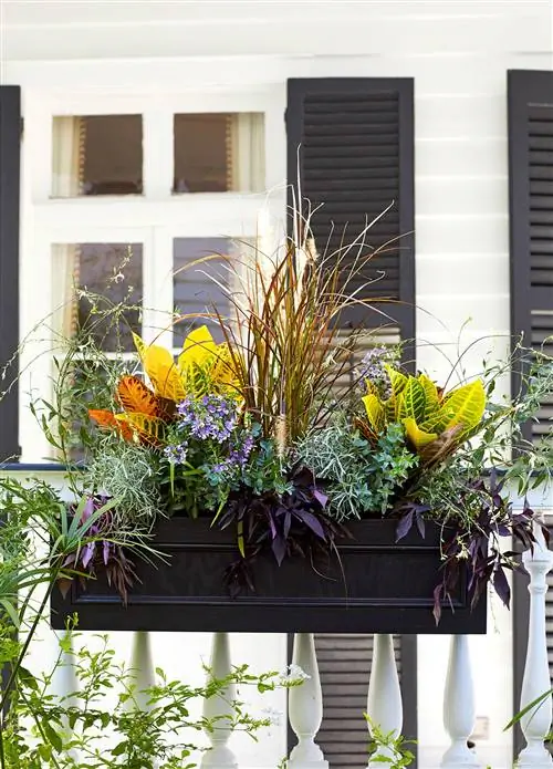 оконный ящик с травяным кротоном и виноградной лозой из сладкого картофеля