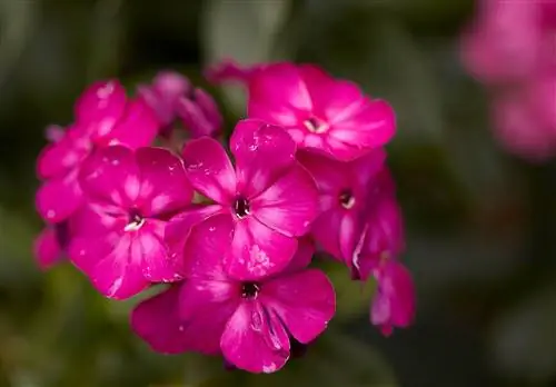 розовый высокий садовый флокс метельчатый многолетник