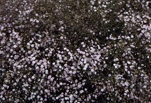 Гипсофила метельчатая
