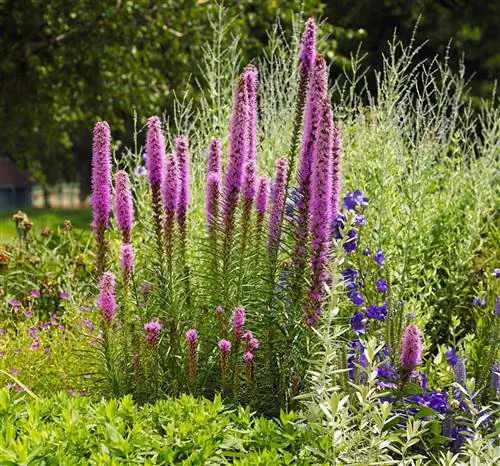 Пылающая звезда Лиатрис