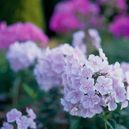 флокс метельчатый многолетник