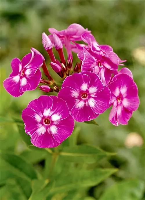 пурпурно-белый флокс Лаура