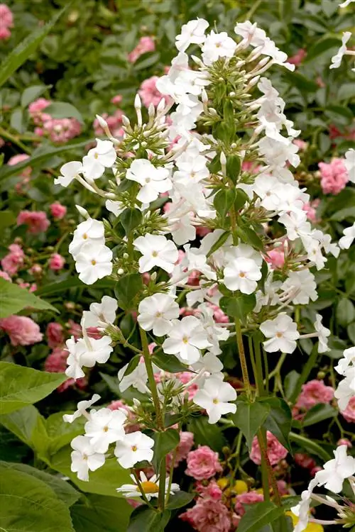 Мисс Лингард луговой флокс