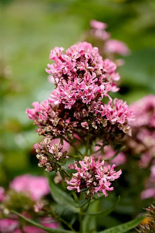 Флоксы Natural Feelings