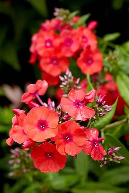 Флоксы Оранж Перфектион