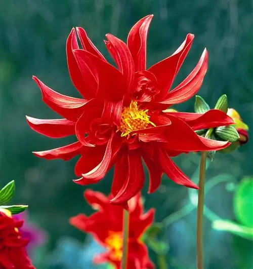 Серия Star Gazer Георгин