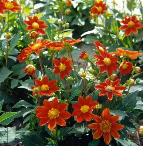 красный георгин 'Victory Dwarf'