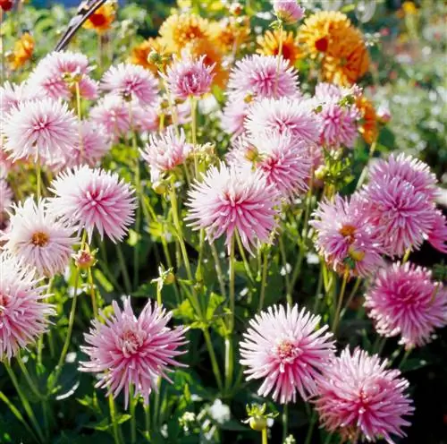 розовый георгин 'Sharon Ann'