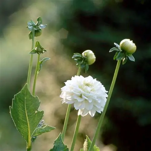 Георгин "Белый палевый"