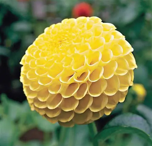 'SB's Sunny' Георгин