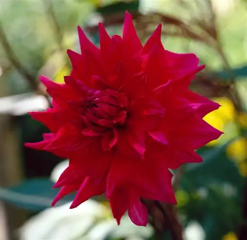 красный георгин 'Suffolk Punch'