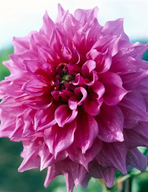 розовая георгина 'Survivor'