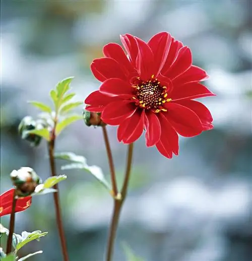 красный георгин 'Bishop of Llandaff'