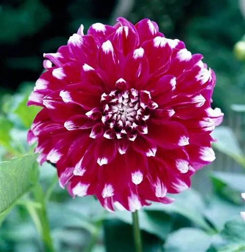 'Радар' Георгин