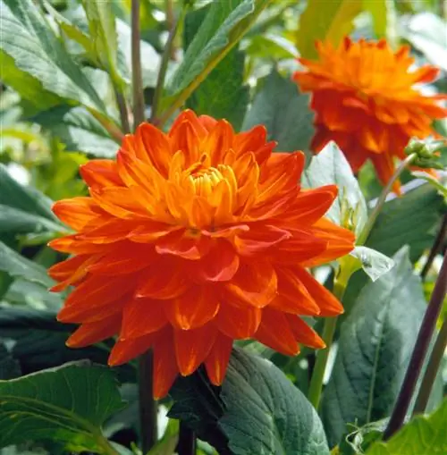 Георгин "Китайский фонарик"