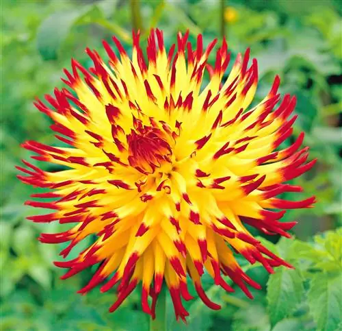 Джессика Далия