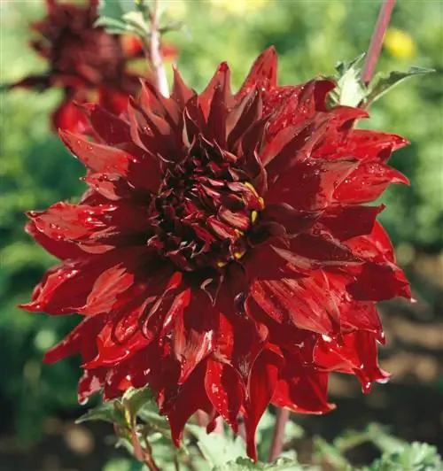 «зависть» георгин