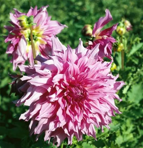 розовый георгин 'Penn's Gift'