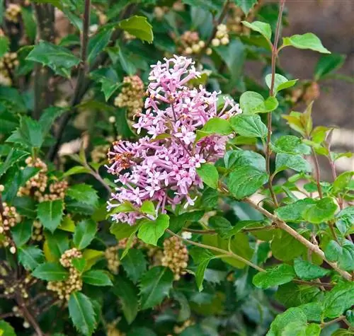 розовые духи сирень