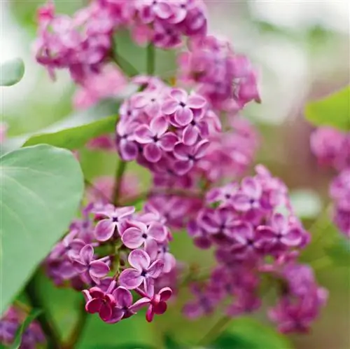 Покахонтас сирень