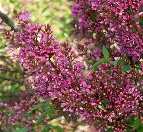 сирень саужана