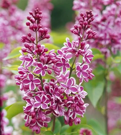 сирень сенсация