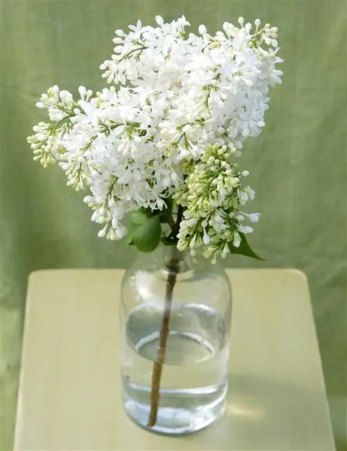 Цветы сирени Syringa 'Angel White' в вазе