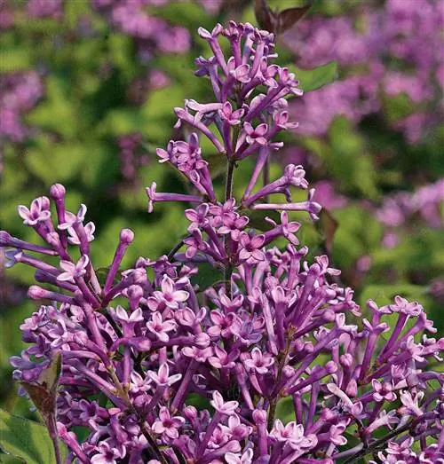 фиолетовая сирень блумеранг