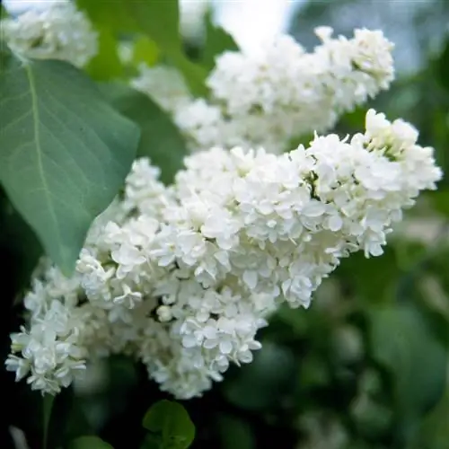 Эдит Кэвелл сирень