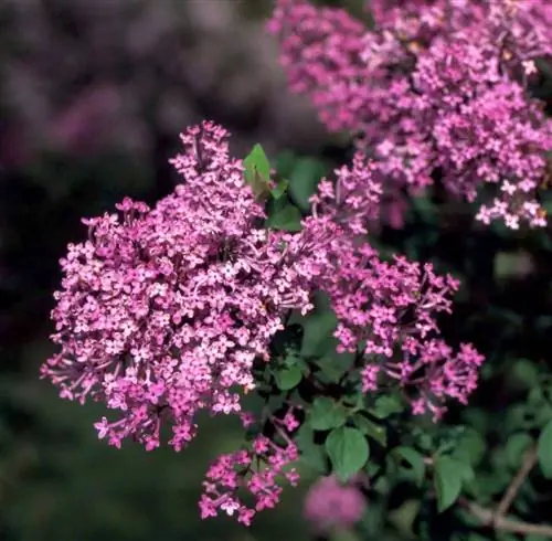 Джордж Истман сирень растет в саду