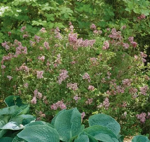 Мисс Ким сирень