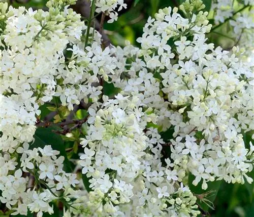 белые цветки сирени Mount Baker