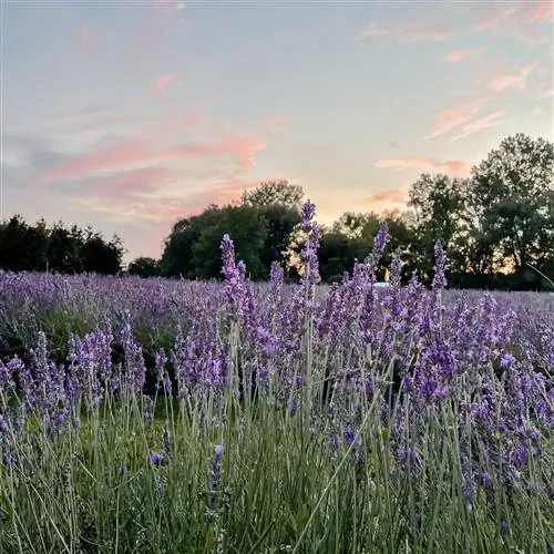 лавандовая ферма