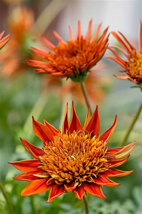 'Закат загорающего' Газания