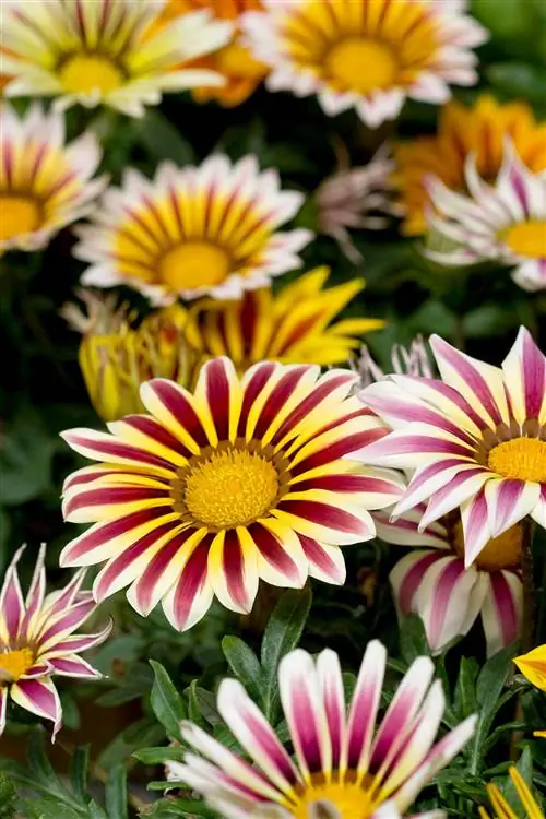 "Daybreak Tiger Stripes Mix" Газания