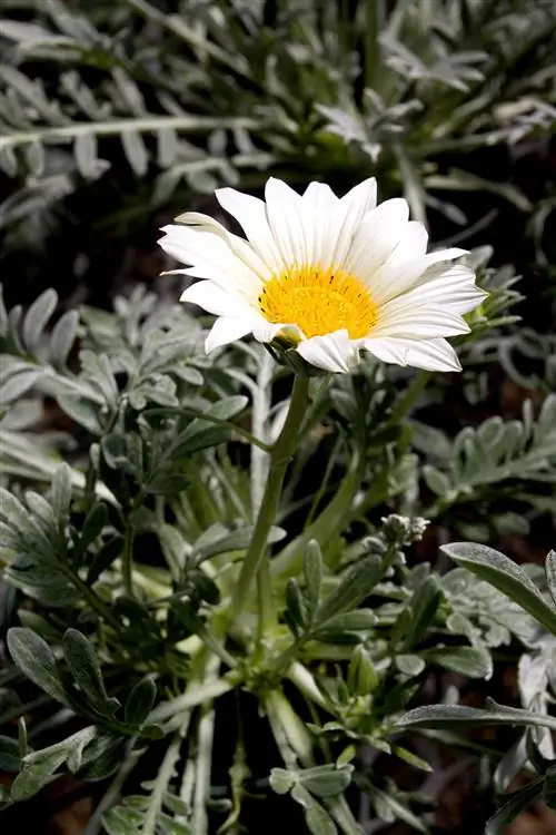 Газания Ригенс Талант Уайт