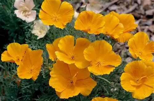 Калифорнийский мак Эшшольция