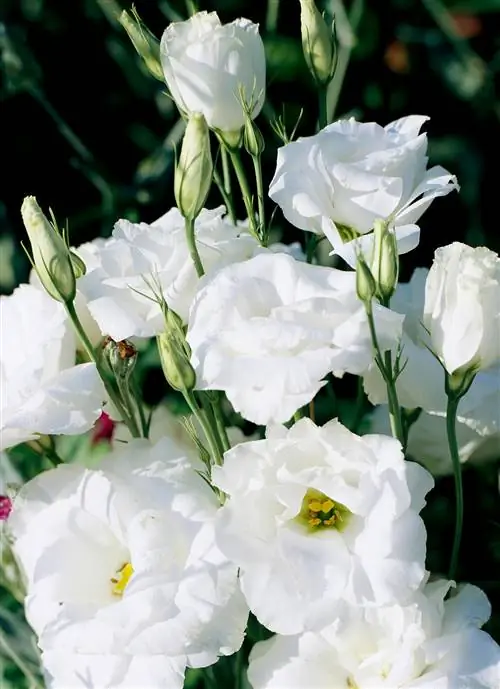 Лизиантус Eustoma 'Balboa White'